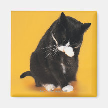 Visage noir et blanc de nettoyage de chat avec la  aimants