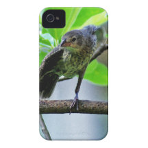 Vogel, der auf Magnolien-Baum ausdehnt Case-Mate iPhone 4 Hüllen