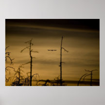 Vogel-Fliegen am Sonnenaufgang Posterdruck
