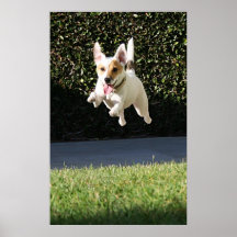 Vol Jack Russell Terrier (cultivé) Affiche