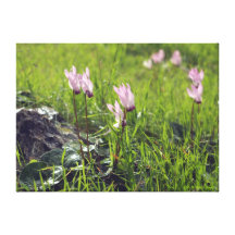 Waldblühender Cyclamen Gespannte Galerie Drucke