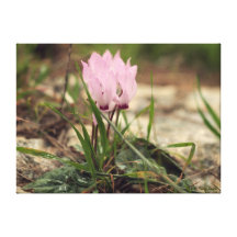 Waldblühender Cyclamen Gespannter Galerie Druck