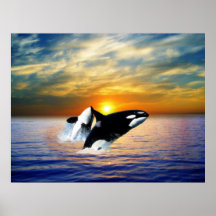 Wale am Sonnenuntergang Poster