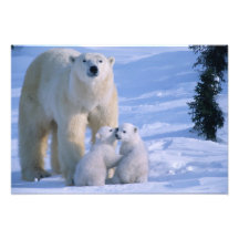 Weiblicher polarer Bär stehend mit 2 CUB an ihr Fotografie