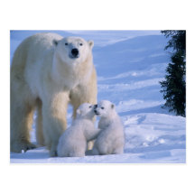 Weiblicher polarer Bär stehend mit 2 CUB an ihr Postkarten