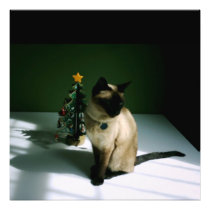 Weihnachtskatze