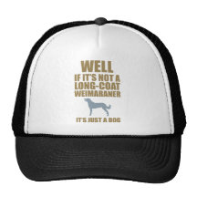 Weimaraner longtemps enduit casquettes