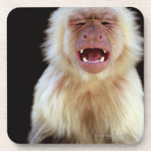 Weiß-throated Capuchin (Cebus capucinus) mit Cocktail Untersetzer