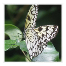 Weiß und Schwarzes Winged Schmetterlings-Einladung