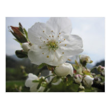 weiße Blume Postkarte