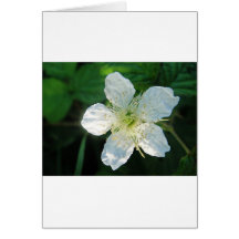 Weisse Brombeerblüte Grußkarten
