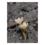 Weißer Krokus Fotografische Drucke