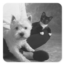 Weißer Terrier und Katze teilen die Liebe
