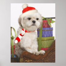 Weißes Weihnachtsplakat Shih Tzu