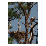 Weißkopfseeadler, der das Nest schützt Grußkarten