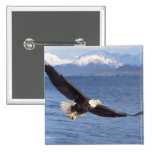 Weißkopfseeadler, Haliaeetus leucocephalus, im Flu Anstecknadel