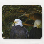 Weißkopfseeadler Mauspads