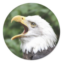 Weißkopfseeadler aufkleber