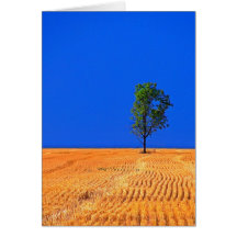 Weizen-Feld Karte