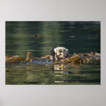 Wellenartig bewegender Otter Posterdrucke