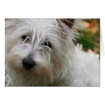 Westhochland-Terrier-Gruß-Karte