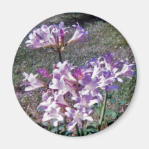WILDE AMARYLLIS KÜHLSCHRANKMAGNET