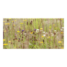 Wilde Blumenfelder Fotokarten