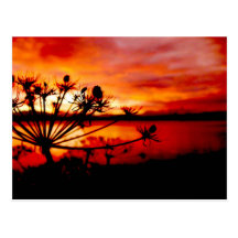 Wilder Sellerie-Sonnenaufgang Postkarten