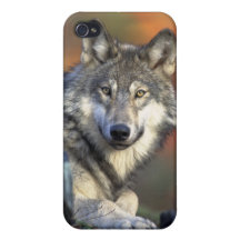 wilder Wolf iPhone 4/4S Hüllen