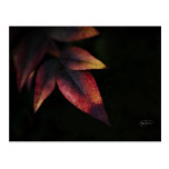 Winter-Märchenland-Postkarte