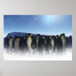 Winter-Pinguin-Plakat