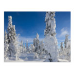 Winterlandschaft in Lappland Postkarte