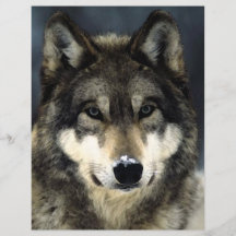 Wolf-Porträt-Flyer