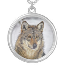Wolf-Porträt in der Show-Halskette