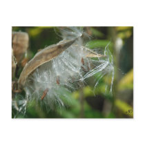 Wunder von Nature~ Samen