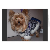 Yorkie in einem Leopard-Druck-Pelz-Mantel Grußkarten