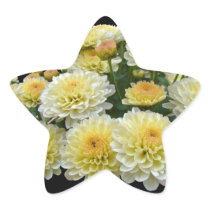 Zitronen-Meringe-Chrysanthemen Aufkleber