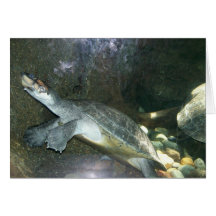 Zoo de tortue cartes de vœux