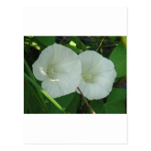 Zwei hübsche Windenblüten Postkarte