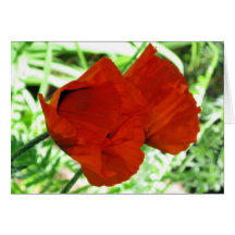 Zwei orientalische Mohnblumen Grußkarte