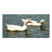 Zwei weiße Enten Photokartenvorlage