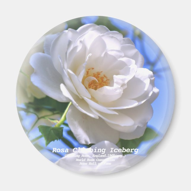 つ る ア ス グ MAGNET (Vorne)