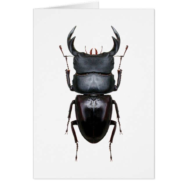 オオクワ・Dorcus (Vorne)