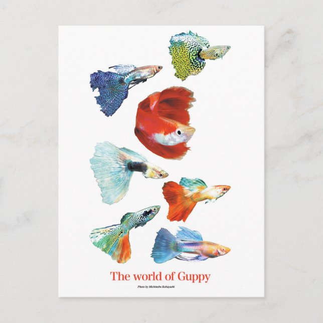 グ ピ ・ ズ POSTKARTE (Vorderseite)