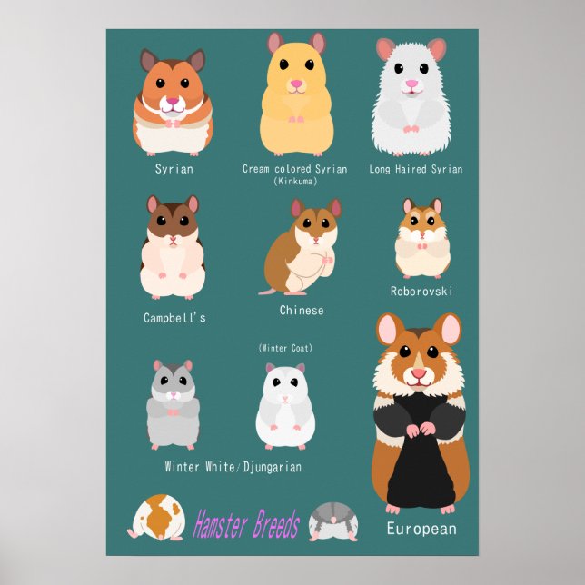 ハ ム ス タ の 類 種 POSTER (Vorne)