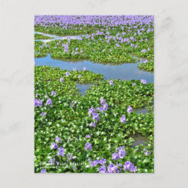 ホテイアオイ POSTKARTE