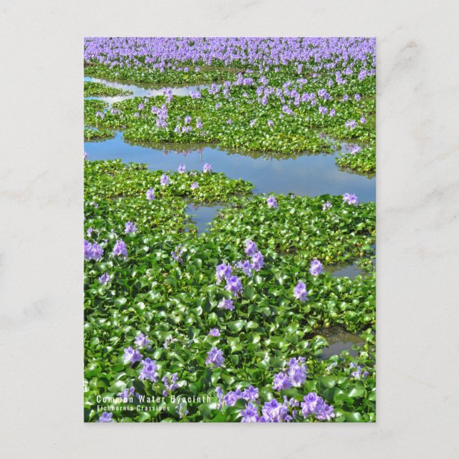 ホテイアオイ POSTKARTE (Vorderseite)