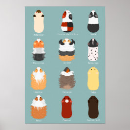 モ モ ト 種 一 の 類 POSTER