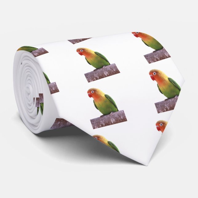 ルリゴシボタンインコ KRAWATTE (Gerollt)