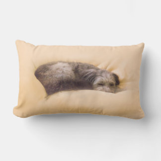 犬の眠り LENDENKISSEN